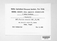 Puccinia absinthii image